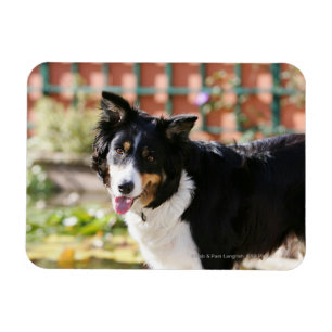 Íman Border collie que arfa 1