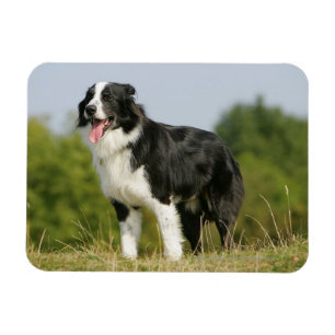 Íman Border collie que arfa estar