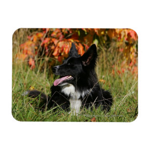 Íman Border collie que arfa o estabelecimento