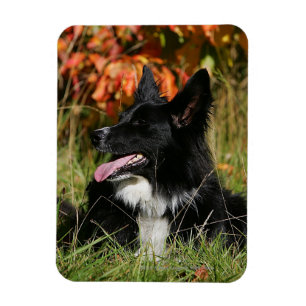 Íman Border collie que arfa o estabelecimento