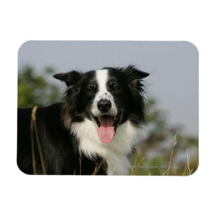 Íman Border collie que arfa o Headshot 1