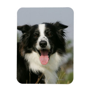 Íman Border collie que arfa o Headshot 1