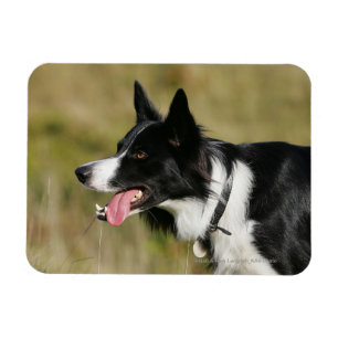 Íman Border collie que arfa o Headshot 2