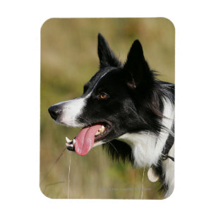 Íman Border collie que arfa o Headshot 2