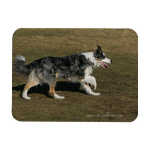 Íman Border collie que funciona 1