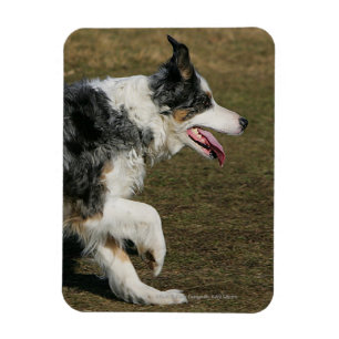 Íman Border collie que funciona 1