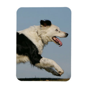 Íman Border collie que funciona 2