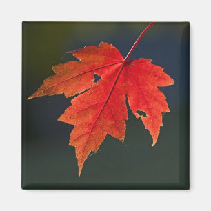 Íman Bordo Acer rubrum) folha vermelha no outono,