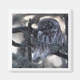 Íman Boreal Owl Magnet