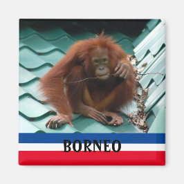 Íman Borneo Cute Orangutan em Sepilok Souvenir