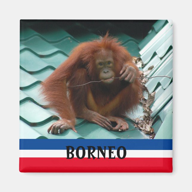 Íman Borneo Cute Orangutan em Sepilok Souvenir (Frente)