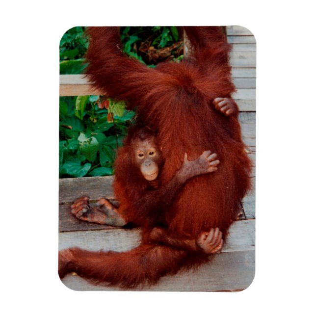 Íman Borneo orangutan (Vertical)