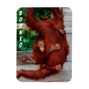 Íman Borneo orangutan