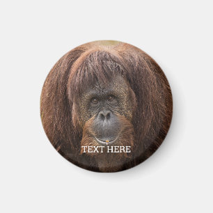 Íman Borneo Orangutan - Bela Fotografia