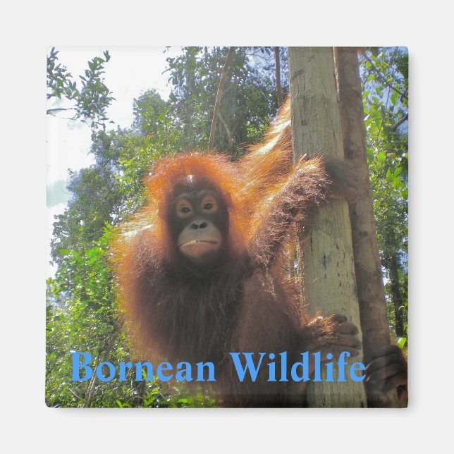 Íman Borneo Wildlife (Frente)