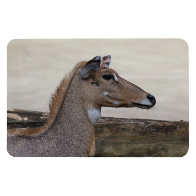 Íman Boselaphus tragocamelus (Horizontal)