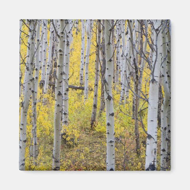 Íman Bosque de álamos em cores de outono intensas no Gl (Frente)