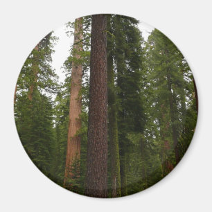 Íman Bosque Mariposa no Parque Nacional de Yosemite