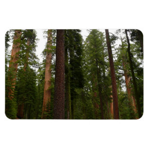 Íman Bosque Mariposa no Parque Nacional de Yosemite