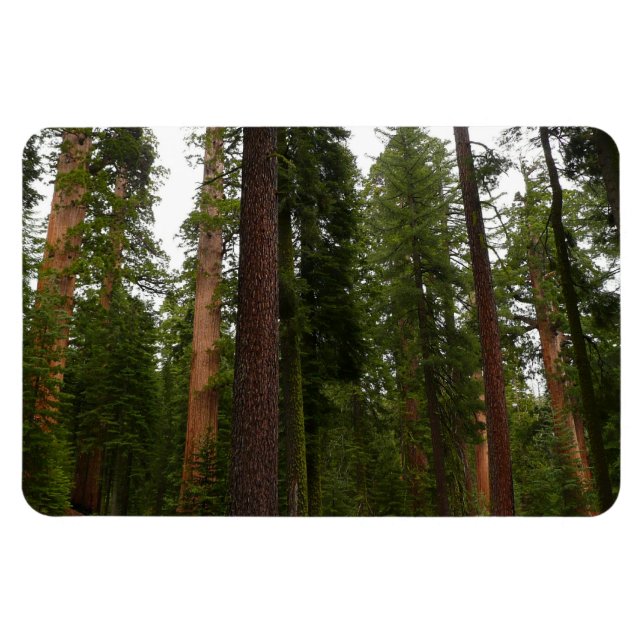 Íman Bosque Mariposa no Parque Nacional de Yosemite (Horizontal)