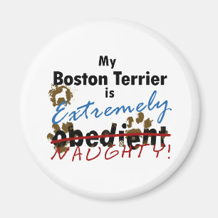 Íman Boston extremamente impertinente Terrier