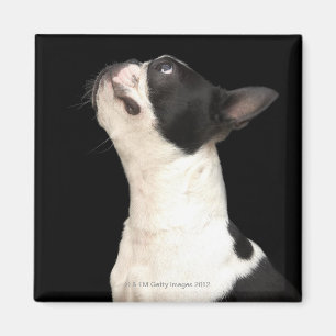 Íman Boston preto e branco Terrier que olha acima