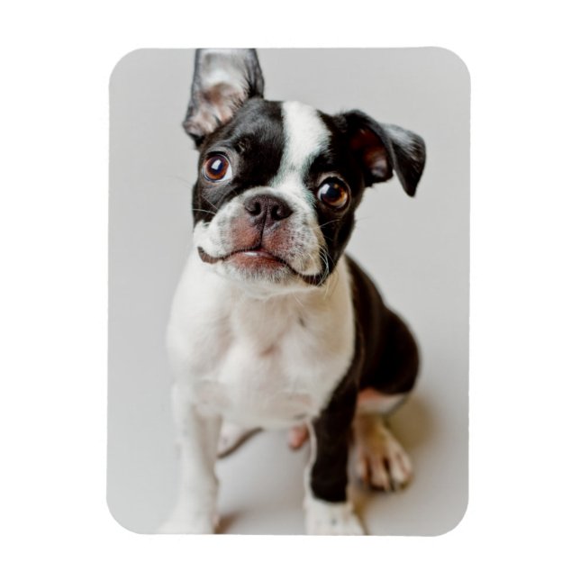 Íman Boston Terrier (Vertical)