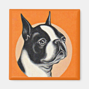 Íman Boston terrier