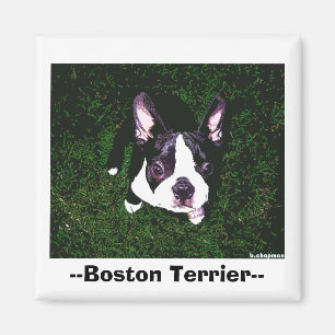 Íman --Boston Terrier--