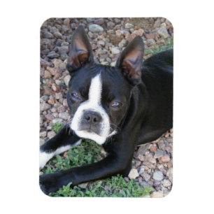 Íman Boston Terrier