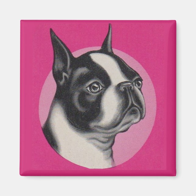 Íman Boston terrier (Frente)