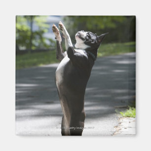 Íman Boston Terrier 2