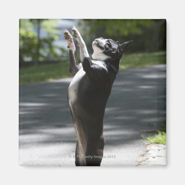 Íman Boston Terrier 2 (Frente)