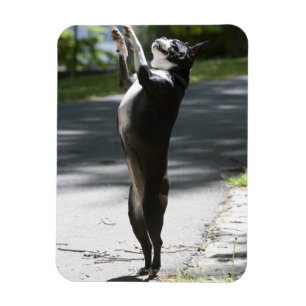 Íman Boston Terrier 2
