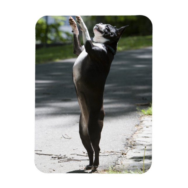 Íman Boston Terrier 2 (Vertical)