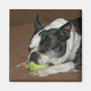 Íman Boston Terrier com bola de tênis - ímã da foto