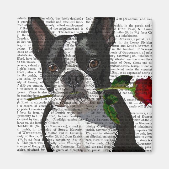 Íman Boston Terrier com Rosa em Boca (Frente)