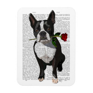 Íman Boston Terrier com Rosa em Boca
