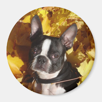 Íman Boston Terrier Dog cercada por outono deixa Magne