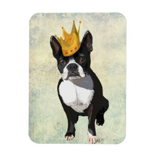 Íman Boston Terrier e Crown