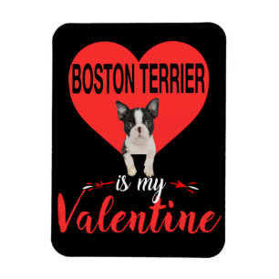Íman Boston Terrier é o meu presente de Namorados