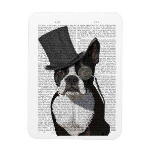 Íman Boston Terrier, Formal Hound e Chapéu
