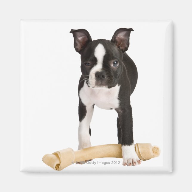 Íman Boston terrier guardando osso torrado (Frente)