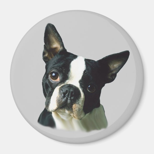 Íman Boston Terrier Magnet (Frente)