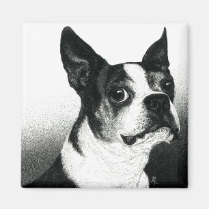 Íman Boston Terrier Magnet - "Boston Style"