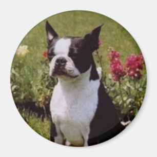 Íman Boston Terrier no ímã do jardim