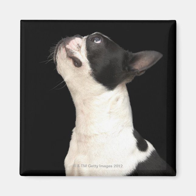 Íman Boston Terrier preto e branco olhando (Frente)