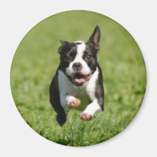 Íman Boston Terrier Running Magnet