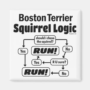 Íman Boston Terrier Squirrel Logic