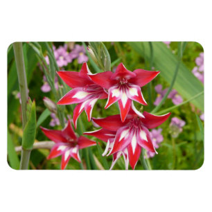 Íman Botânica de Verão, Gladiolas Vermelhas e Brancas